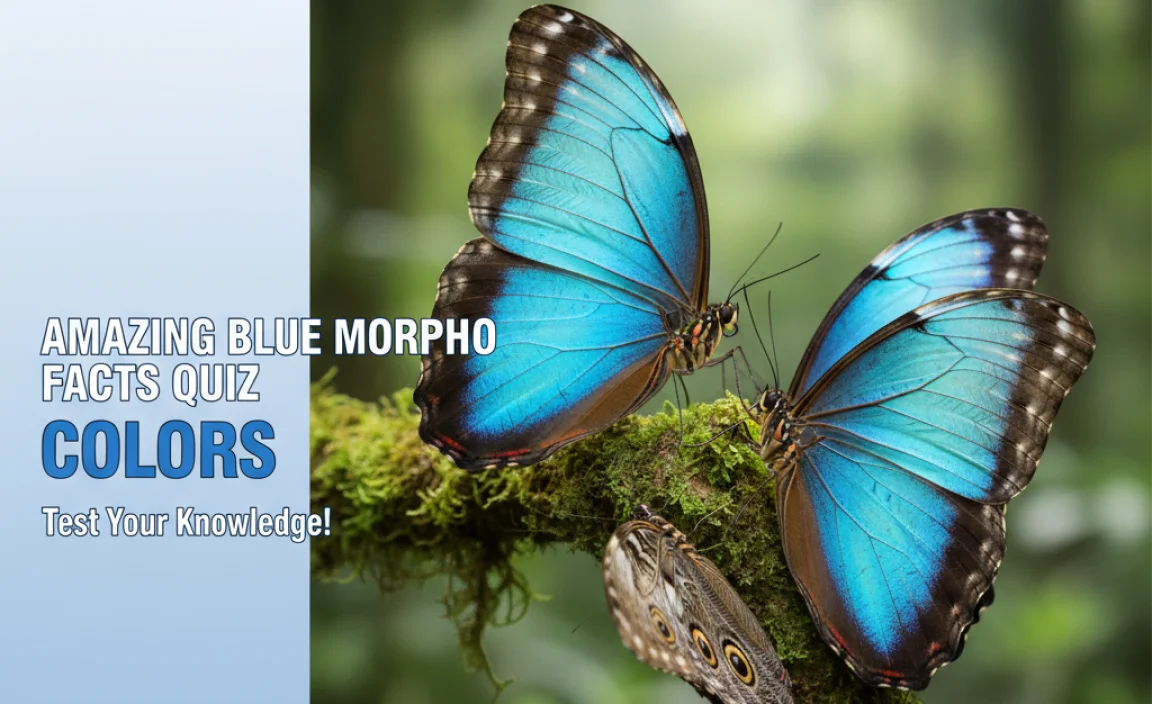 Amazing Blue Morpho Facts Quiz: Colors