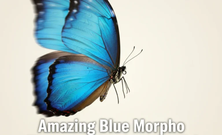 Amazing Blue Morpho Fluttering Motion: See It!