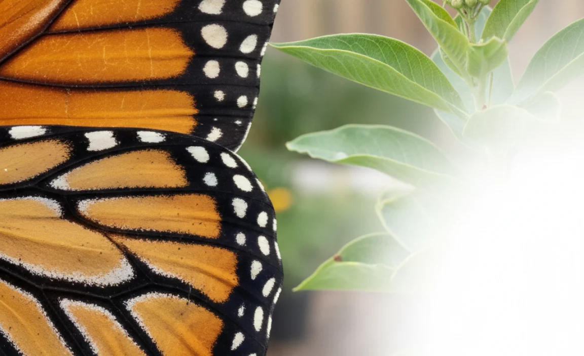 How to Protect Monarch Butterflies and Their Scales
