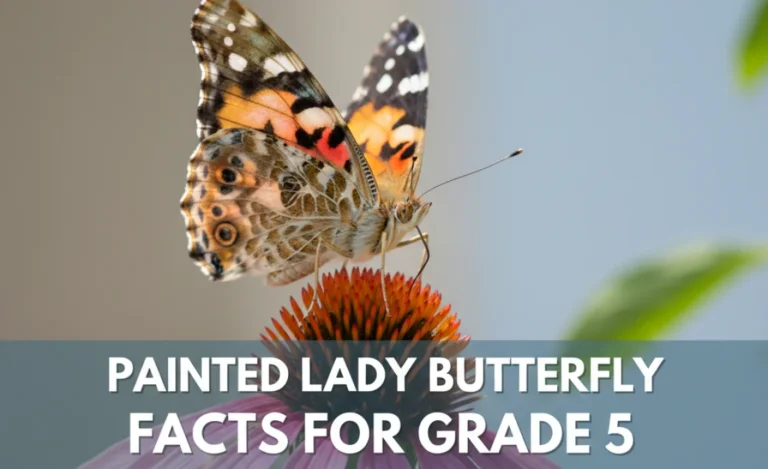 Painted Lady Butterfly Facts for Grade 5: The Ultimate Guide!