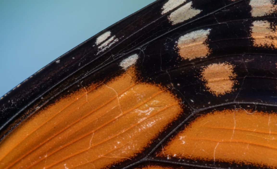 The Importance of Scales for Monarch Butterflies